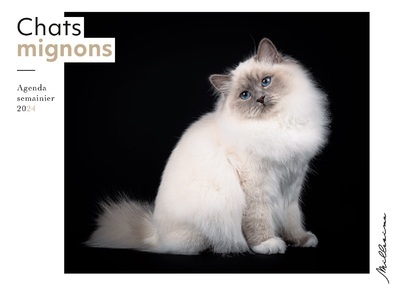 Semainier 2024 - Chats mignons