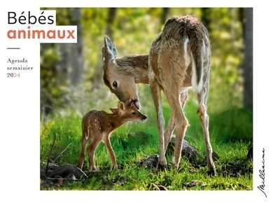 Semainier 2024 - Bébés animaux