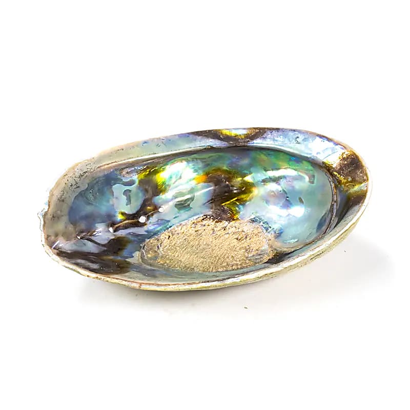 Abalone arc-en-ciel (Paua) Haliotis Iris -- 12.5 - 15.5 cm