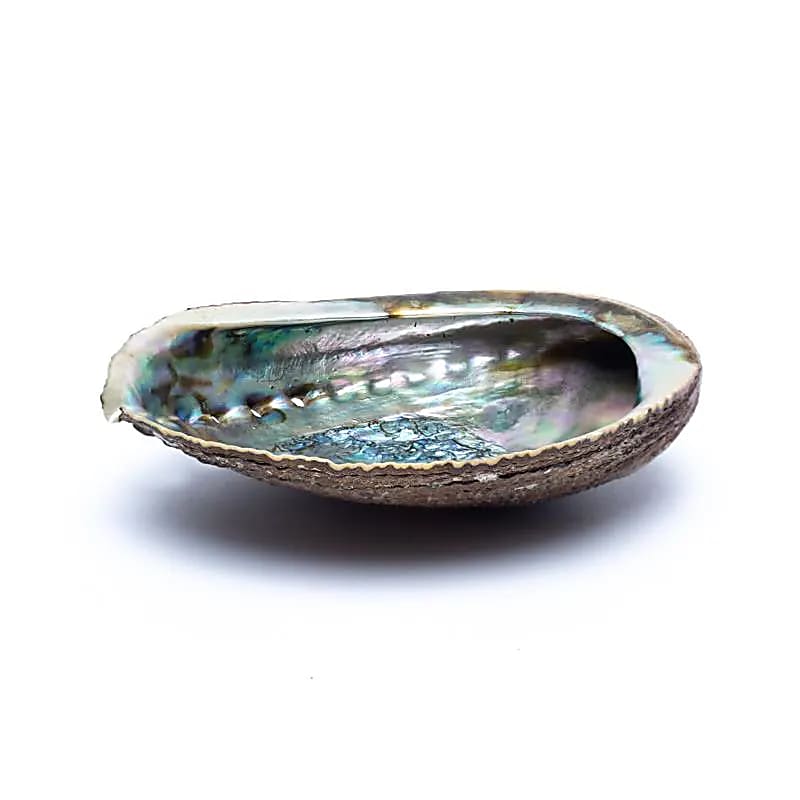 Coquille d'Ormeau vert Haliotis Fulgens M -- ± 12-16 cm