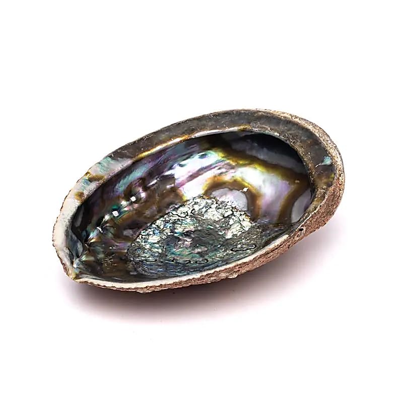 Coquille d'Ormeau vert Haliotis Fulgens L -- ± 15-17 cm