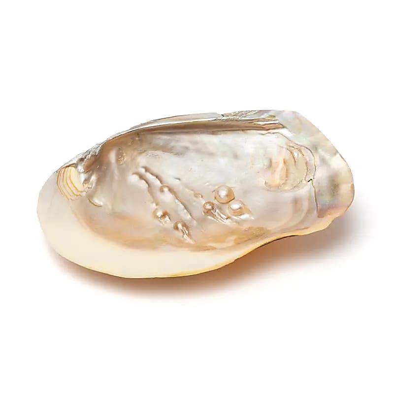 Coquillage de nacre avec perles -- 15-16 cm