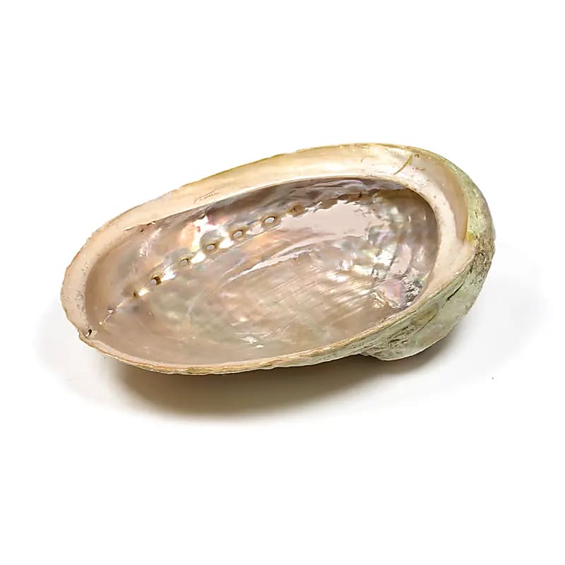 Coquille d'ormeau Haliotis diversicolor smudge L -- ±15.5-18 cm