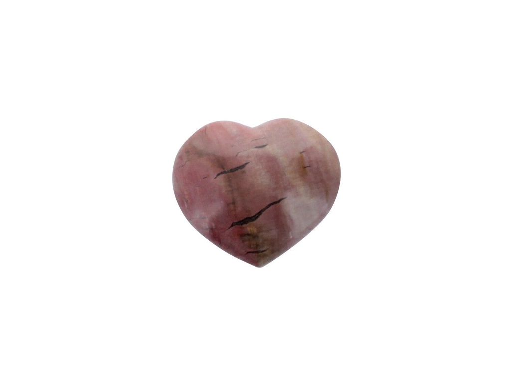 Cur Bois Fossile/Silicifié - 5 cm